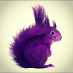 purple-squirrel2